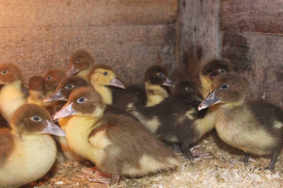 Мускусная утка птенец