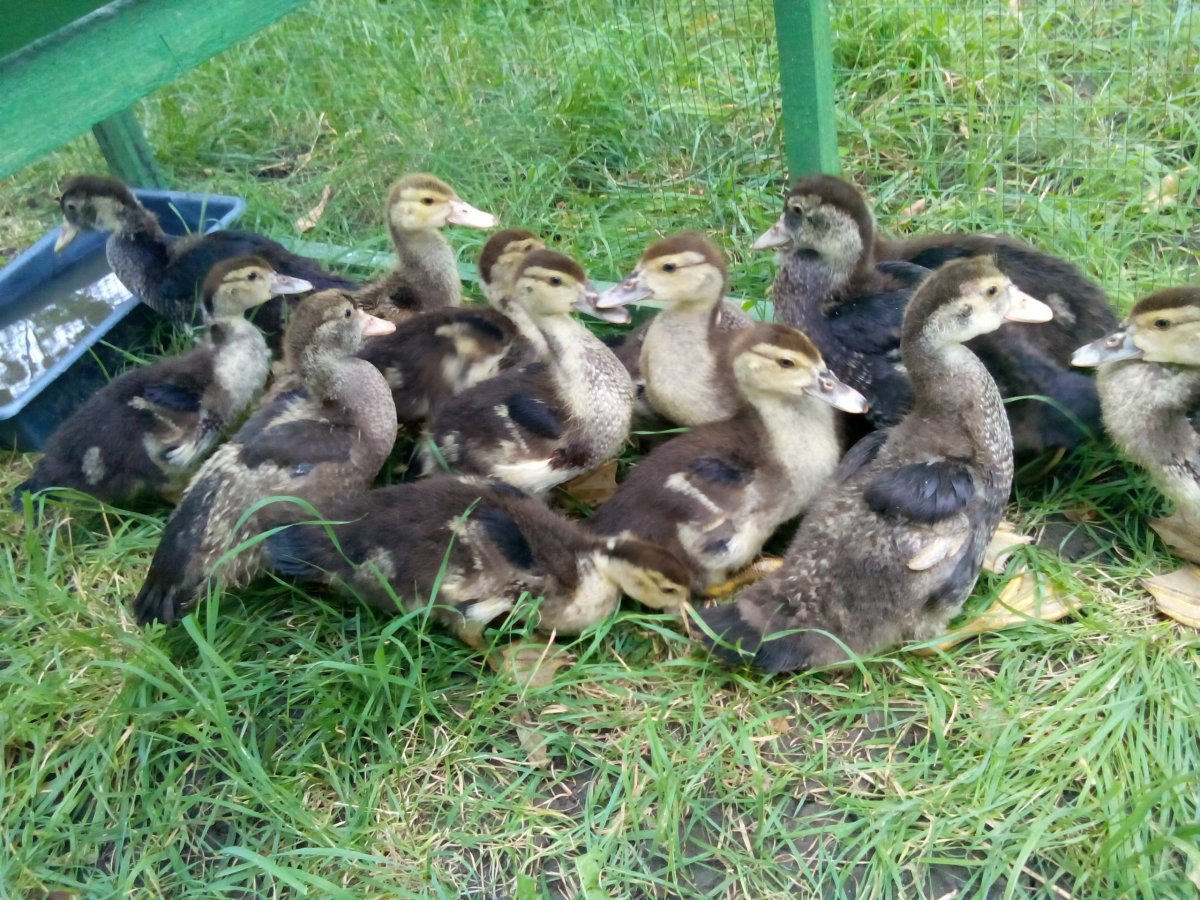 Самец мускусной утки