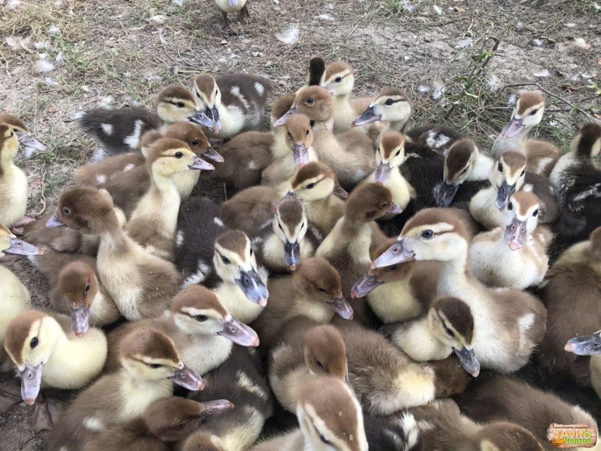 Мускусные утки в природе