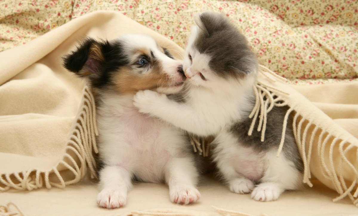 Милые котята и щенки