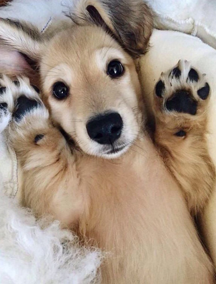 Кошки и собаки