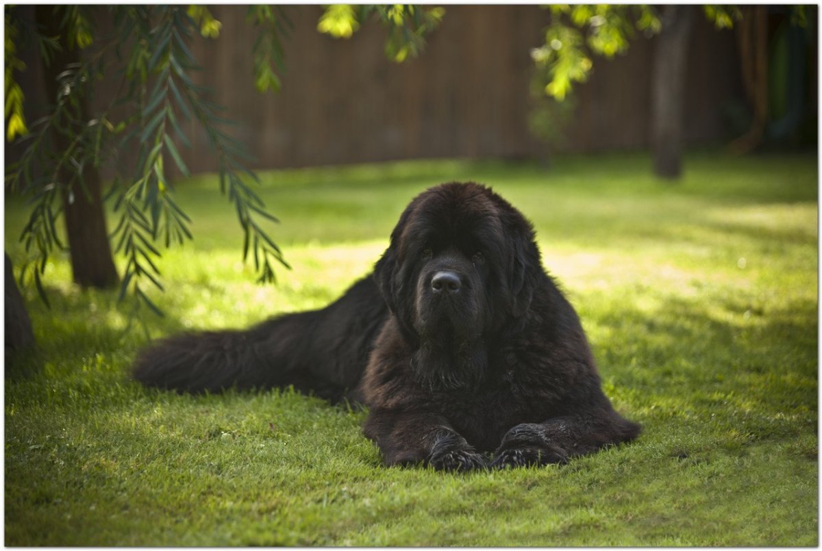 Ньюфаундленд собака черный
