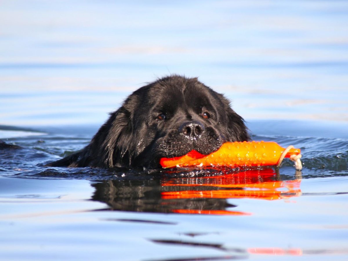 Ньюфаундленд водолаз