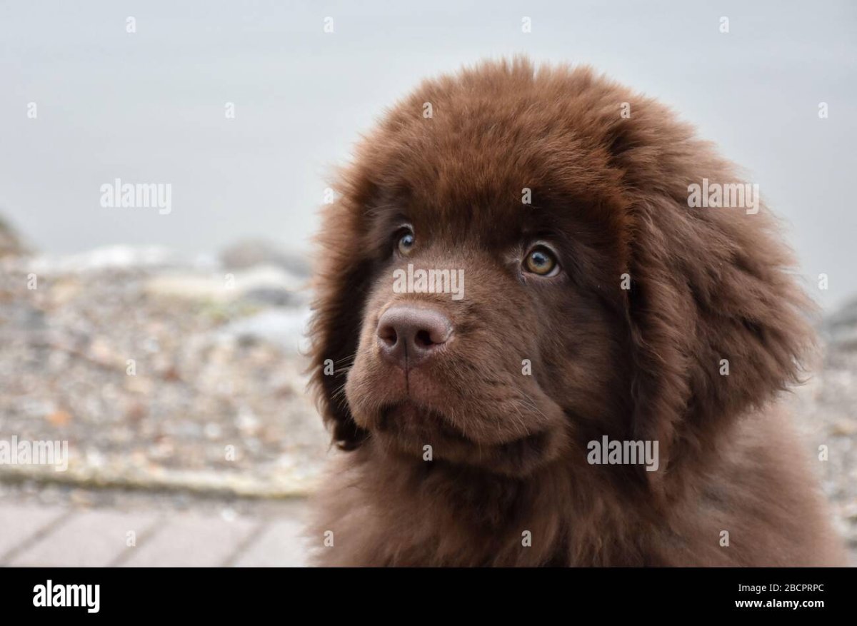 Щенки ньюфаундленда (водолаза)