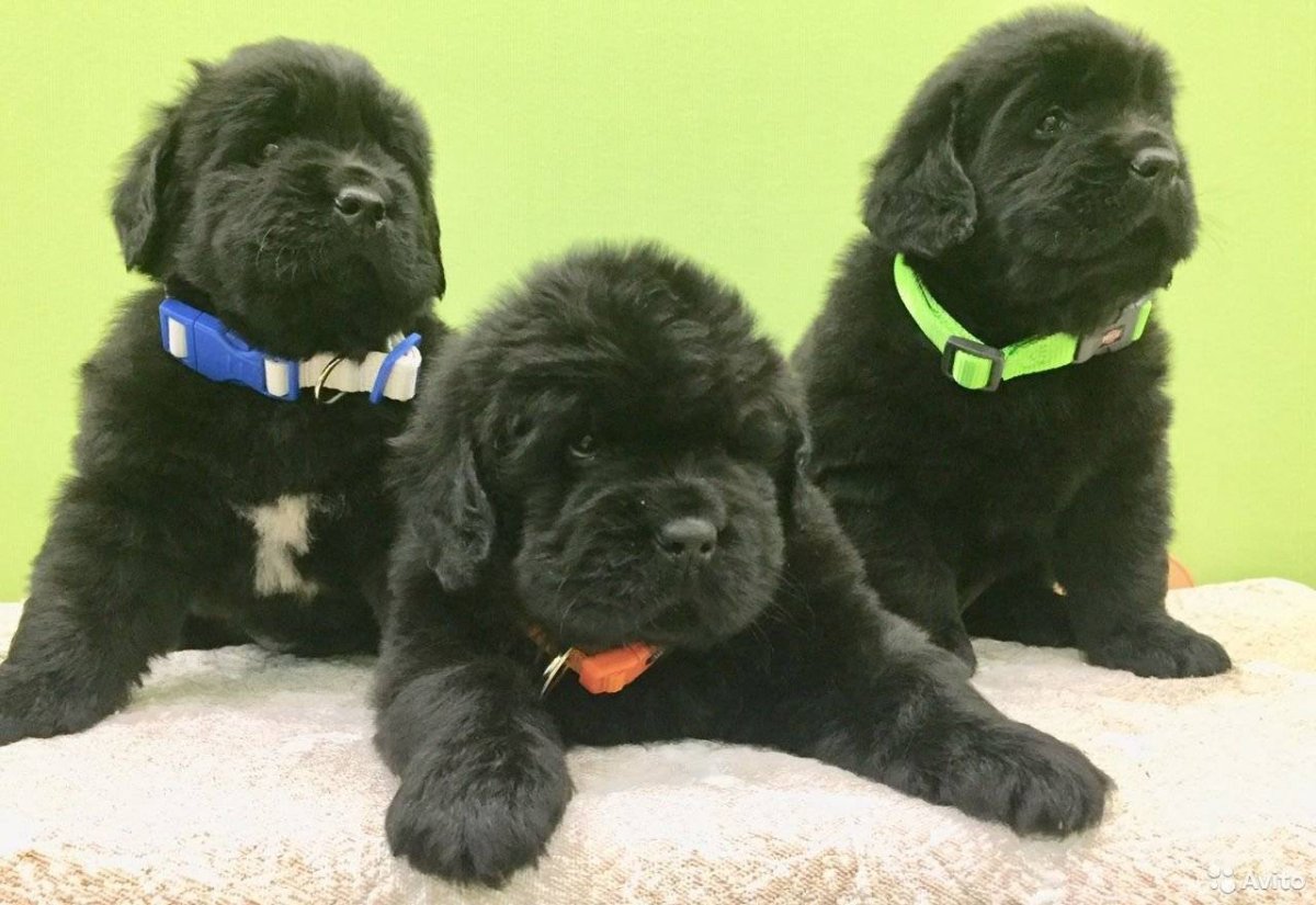 Ньюфаундленд собака рост