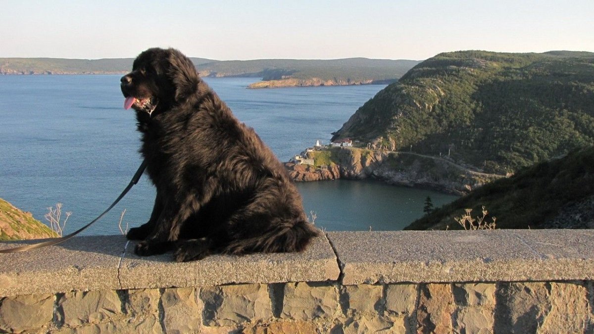 Собака водолаз ньюфаундленд