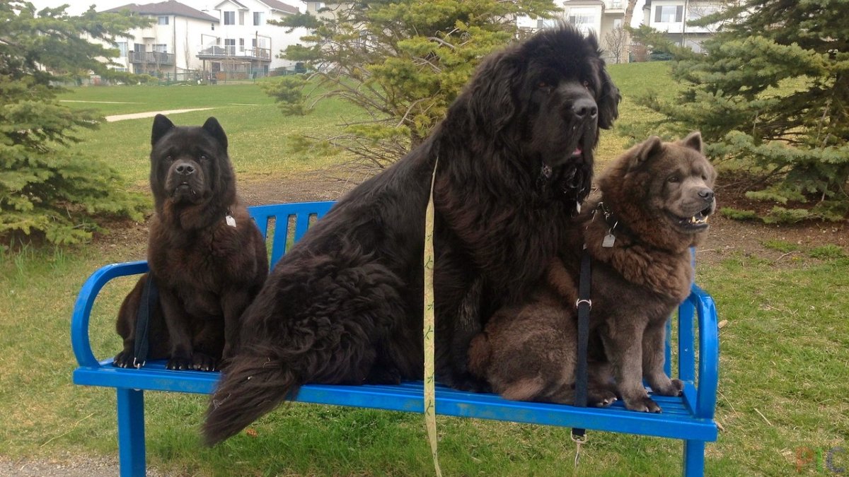 Ньюфаундленд длинношерстный