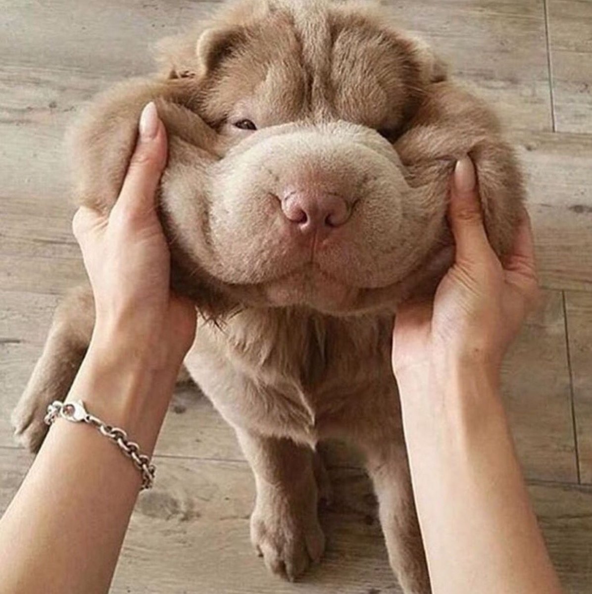 Московский водолаз ньюфаундленд