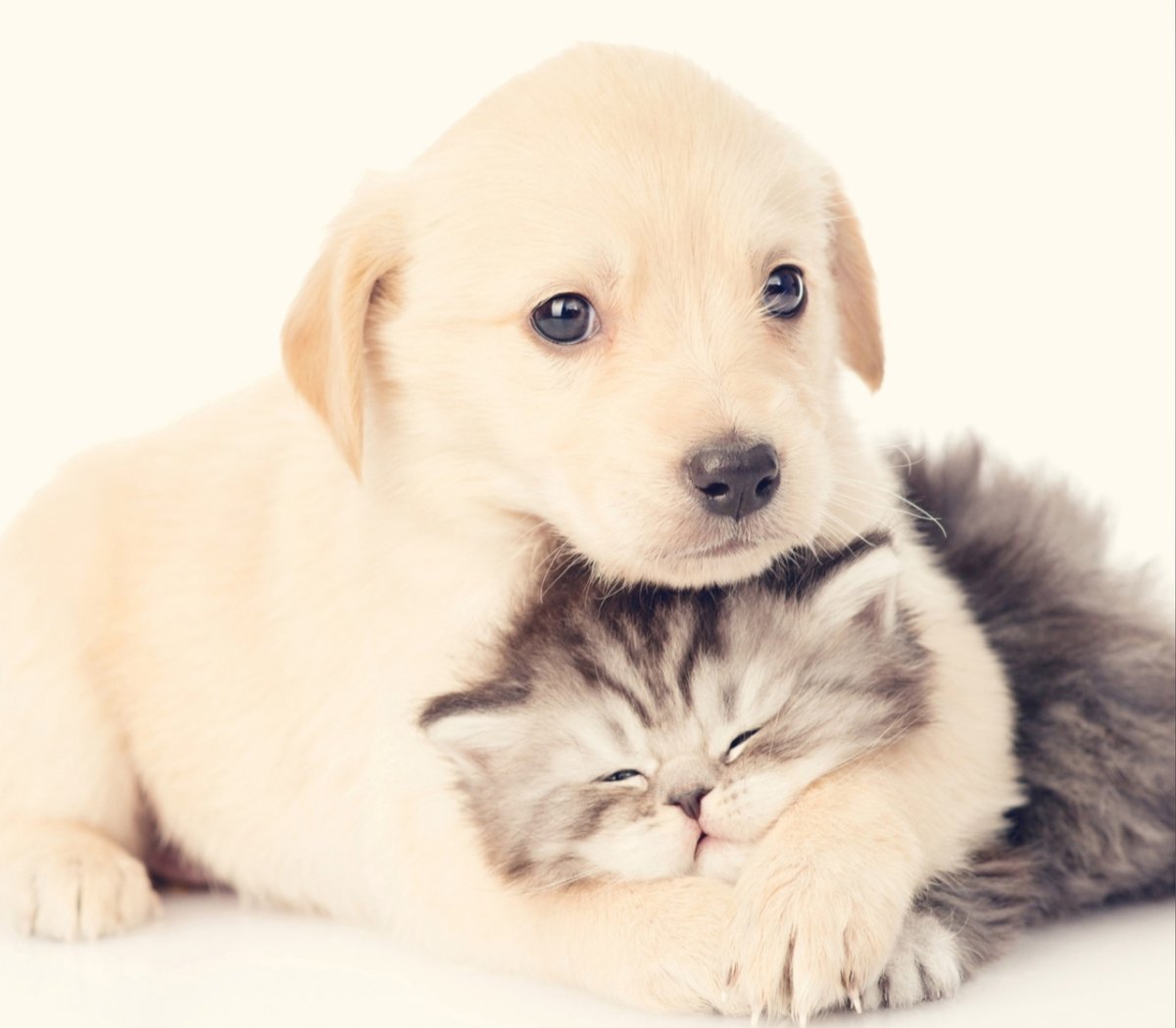 Собака в шапке и шарфе