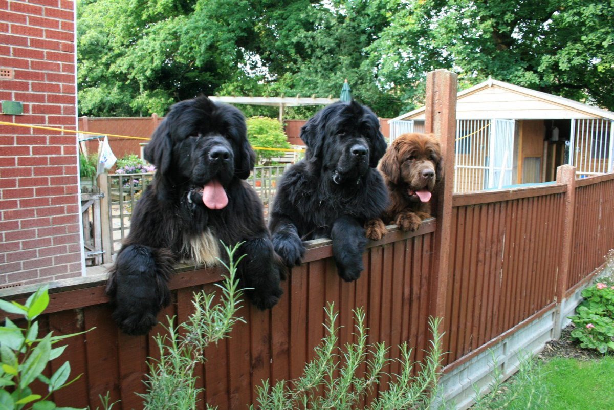 Ньюфаундленд (порода собак) и челоке