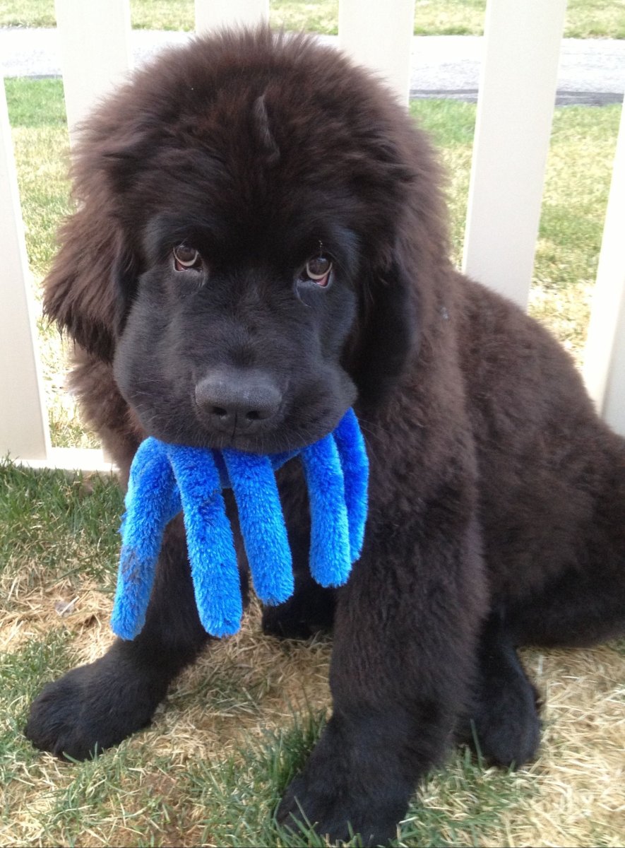 Ньюфаундленд вес