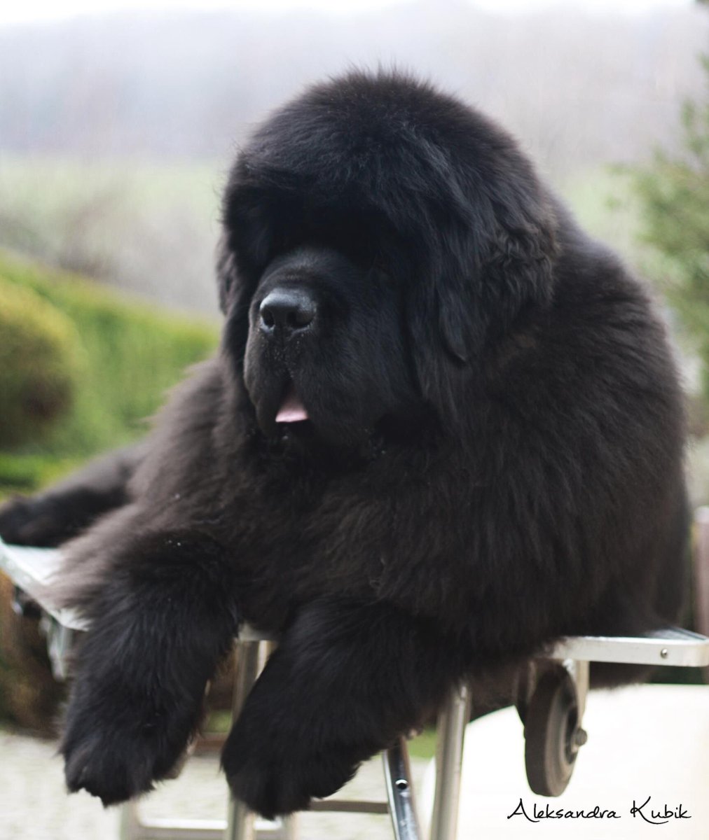 Белый ньюфаундленд альбинос