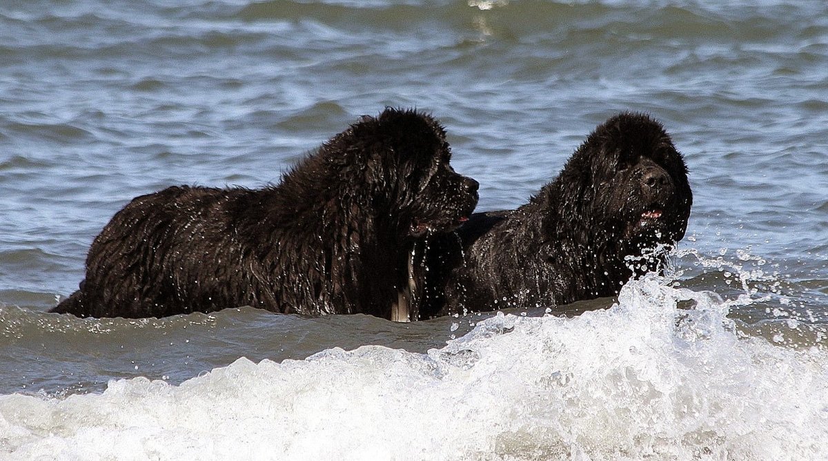 Остров ньюфаундленд собаки