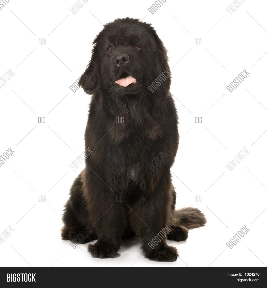 Ньюфаундленд на белом фоне