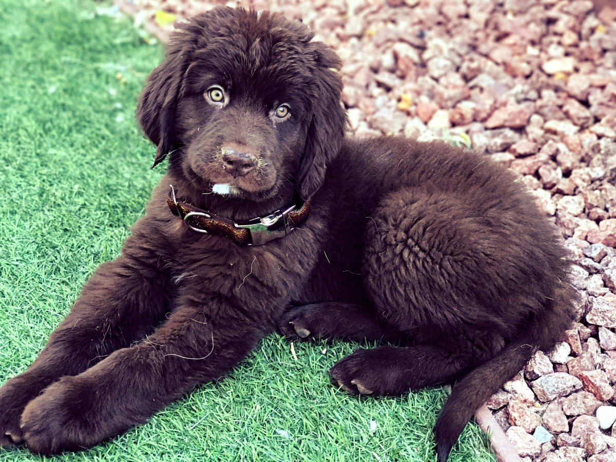 Карликовый ньюфаундленд