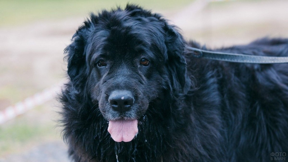 Ньюфаундленд щенок