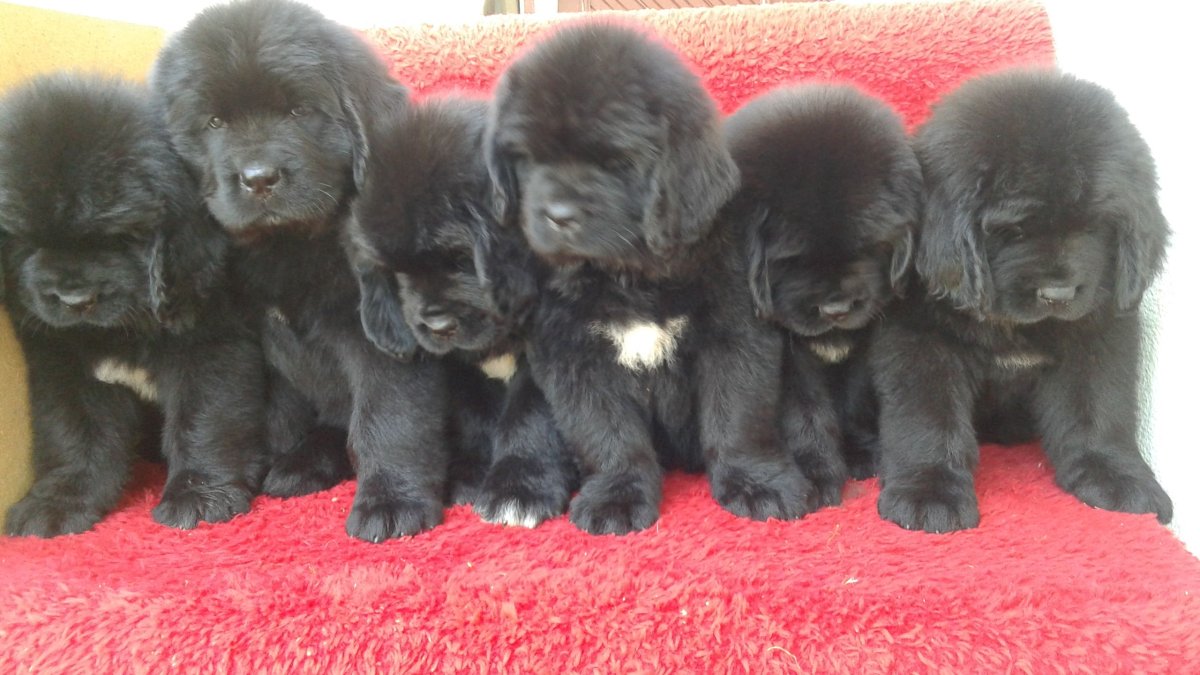 Тибетский мастиф