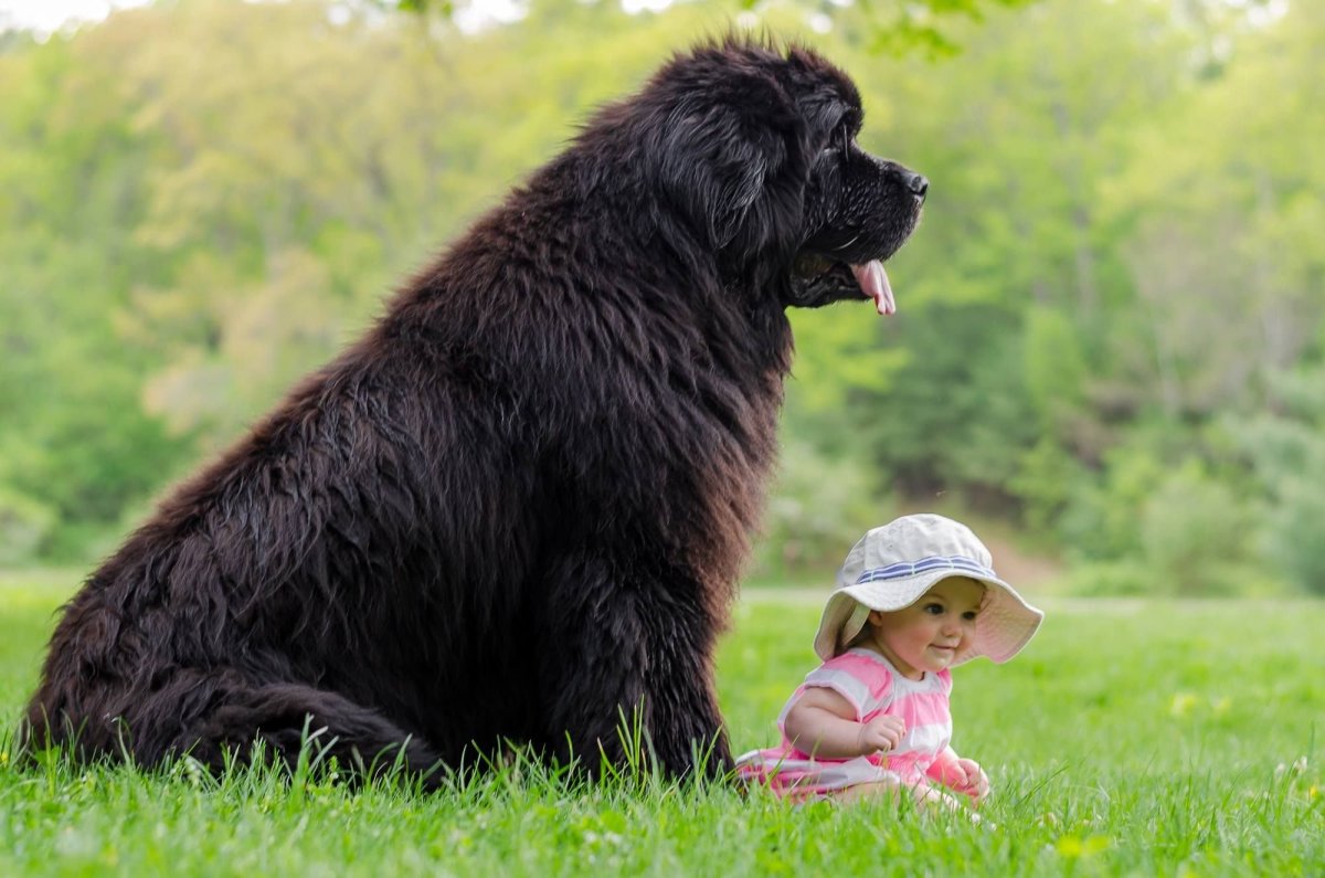Мини ньюфаундленд