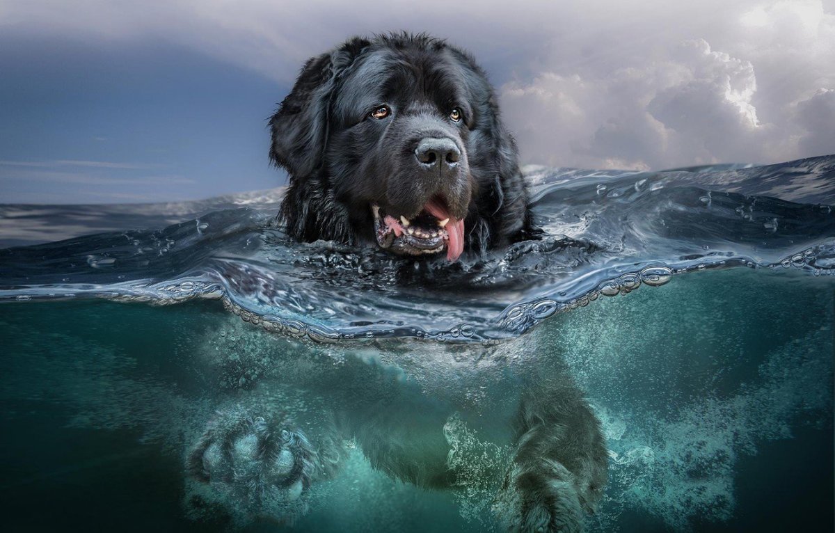 Ньюфаундленд (порода собак)