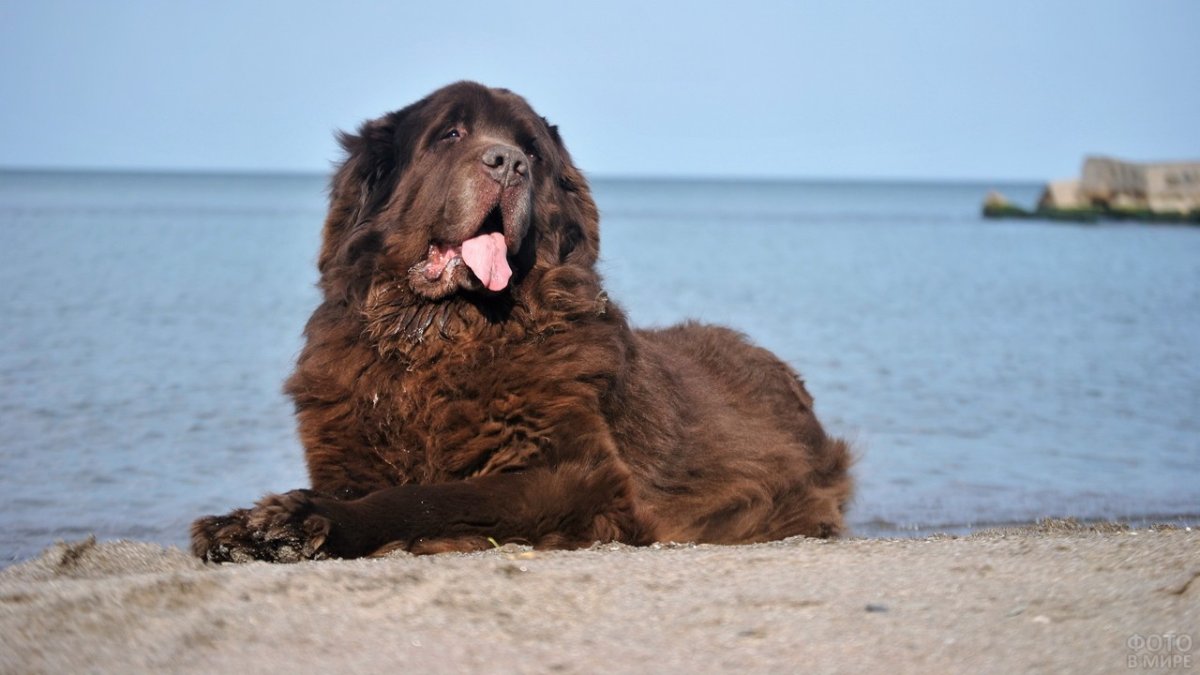 Испанский водолаз собака