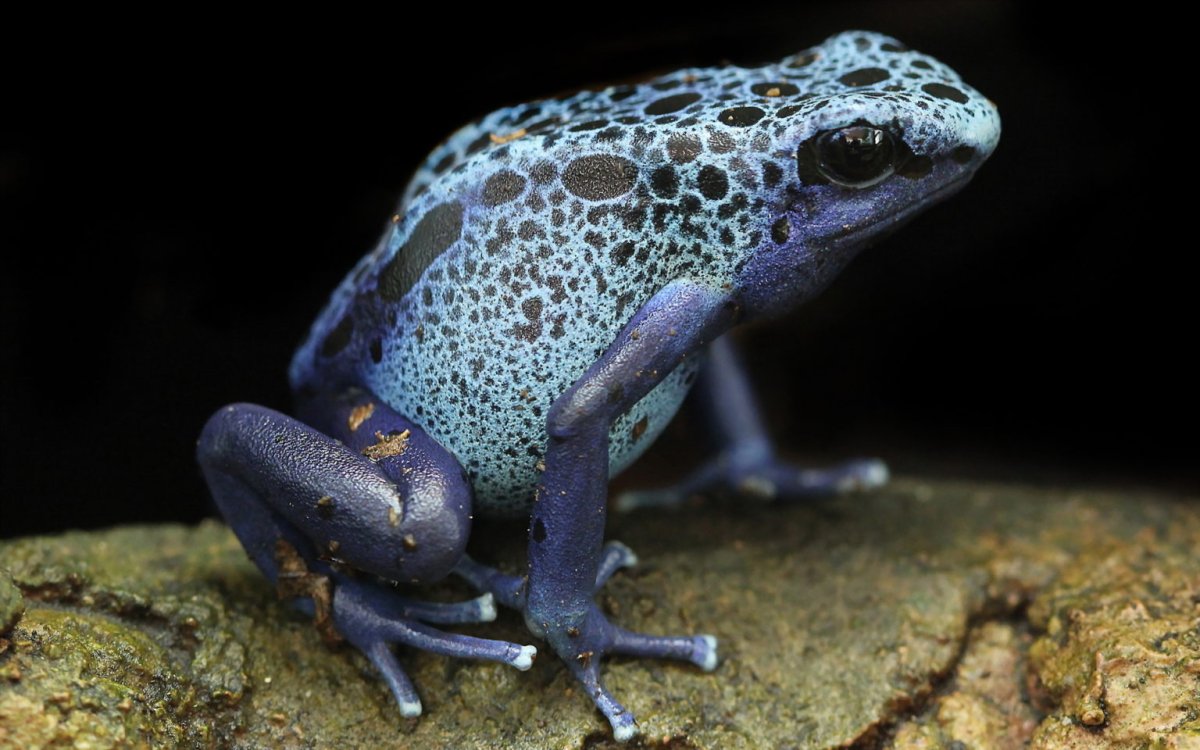 Древолазы бесхвостые земноводные