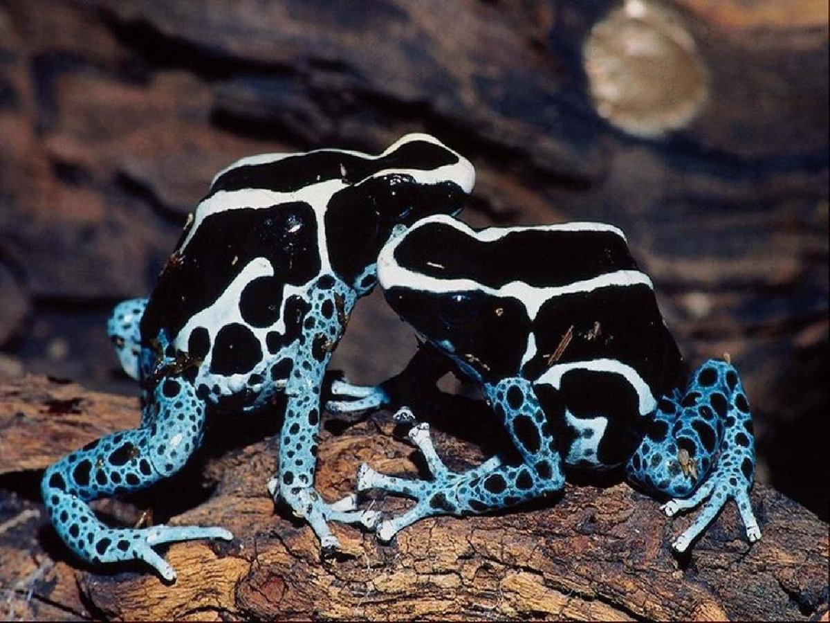 Пятнистый древолаз отряд