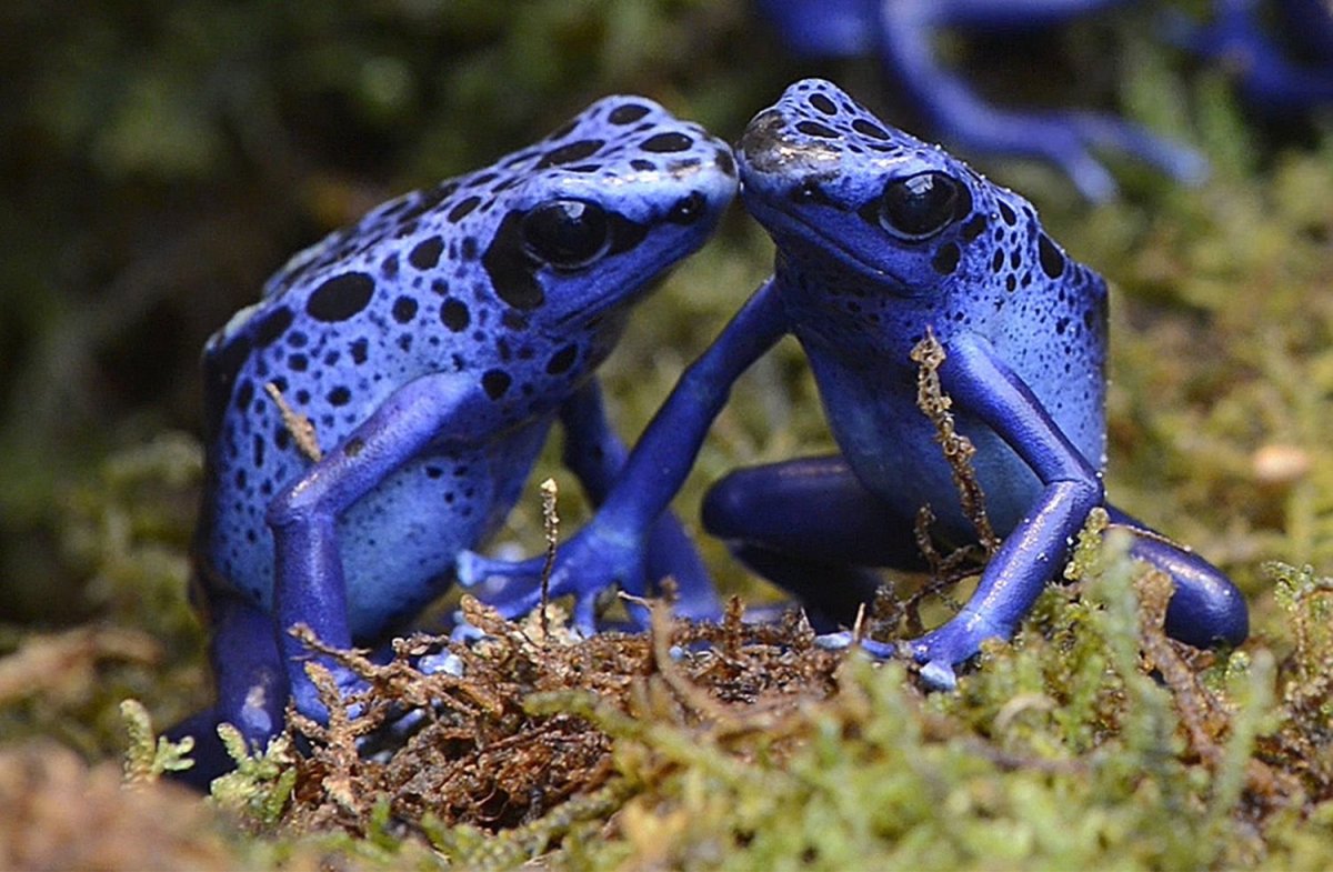 Синий древолаз лягушка