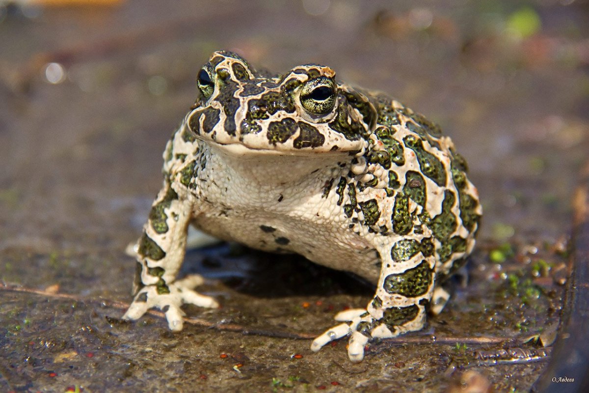 Среднеазиатская жаба