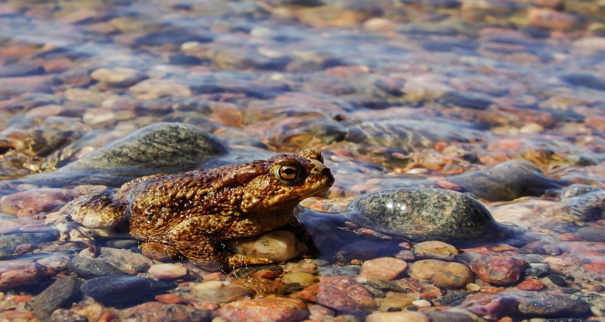 Пятнистая коричневая лягушка