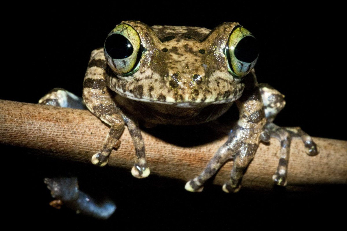 Пятнистая жаба