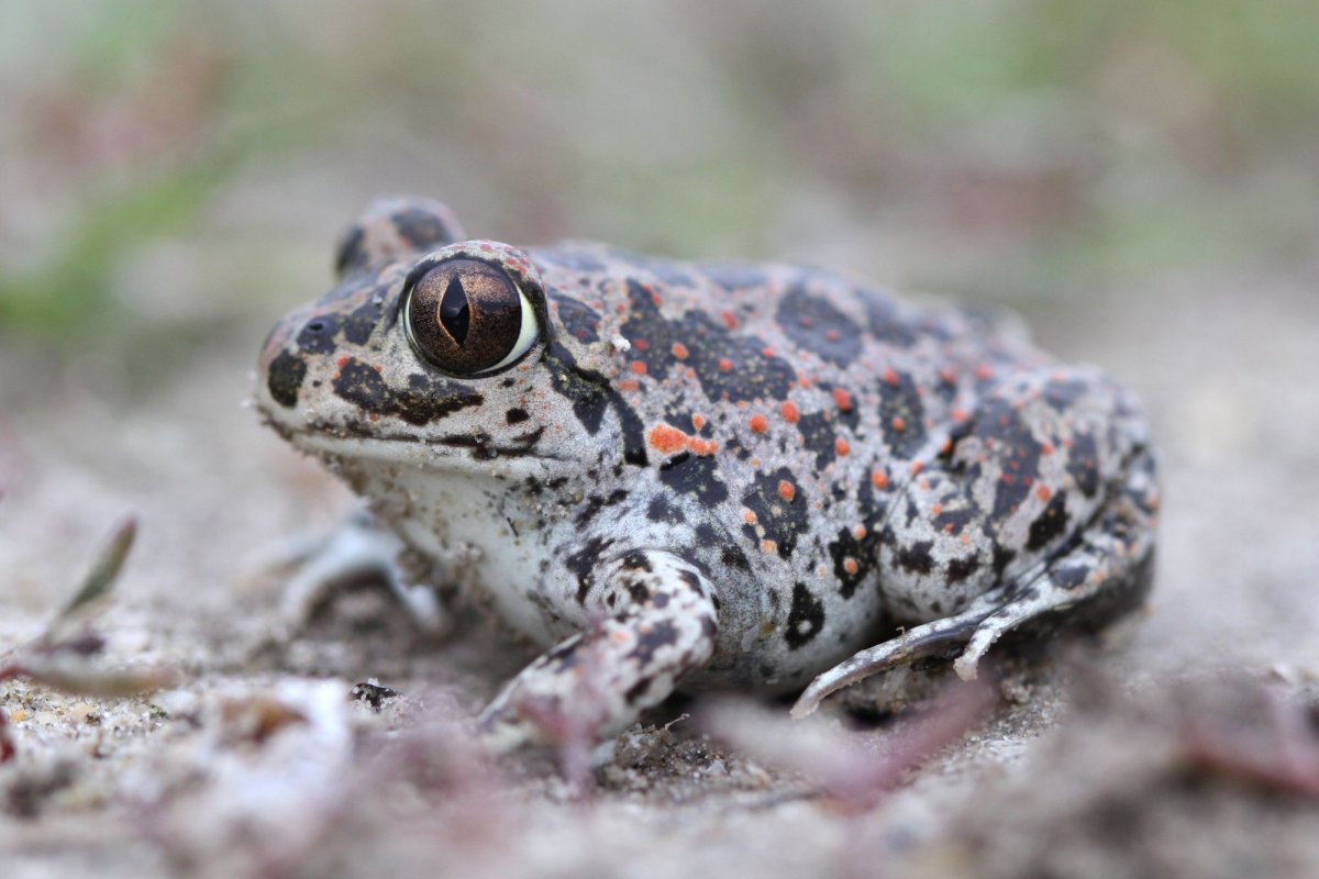 Сирийская чесночница