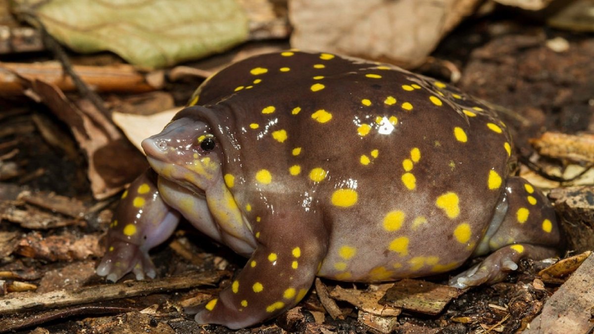 Мраморная лягушка-поросёнок