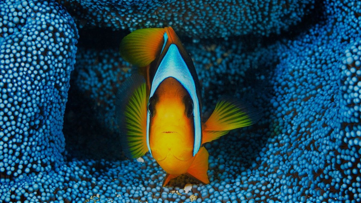 Рыбы Мадагаскара