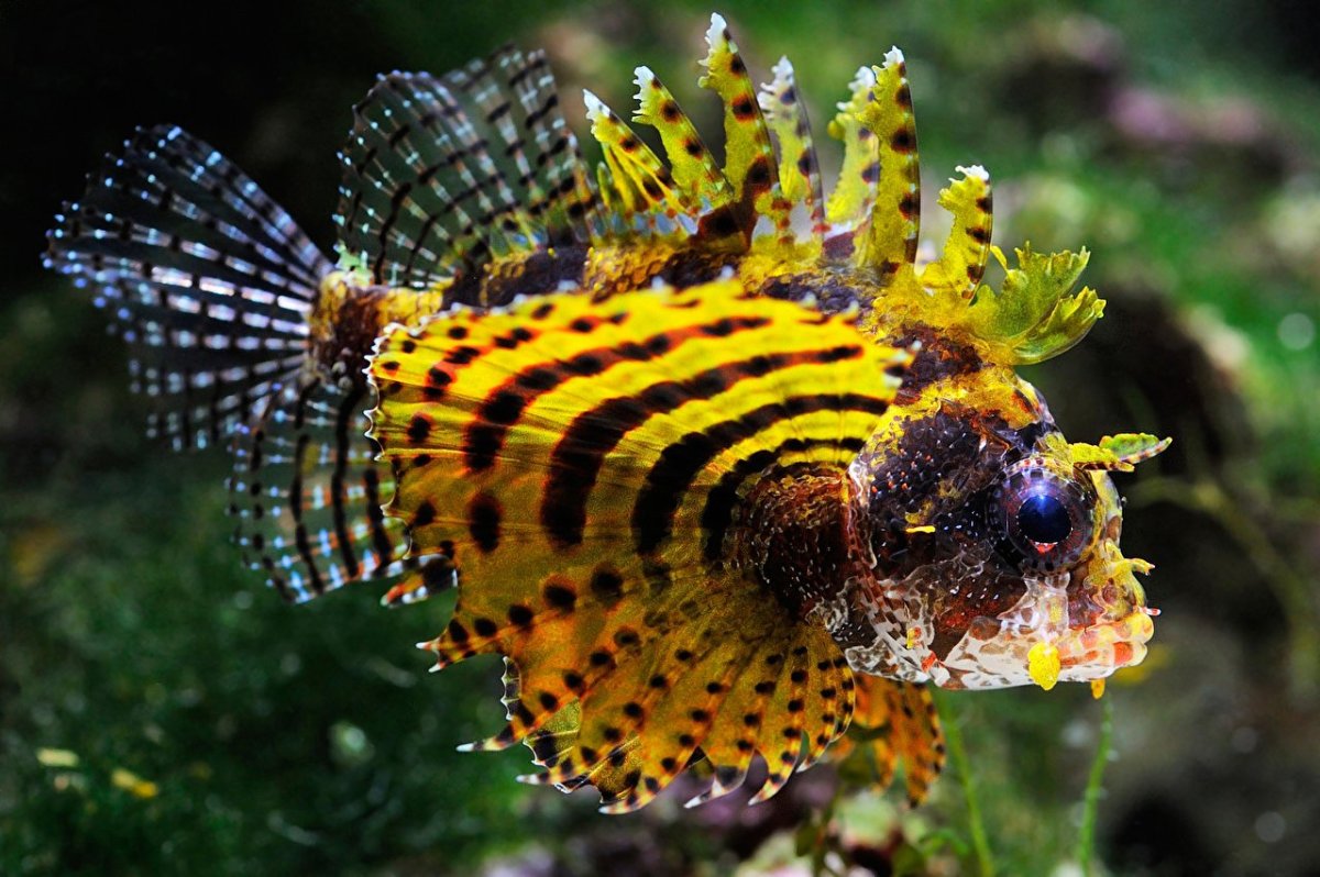 Dendrochirus biocellatus