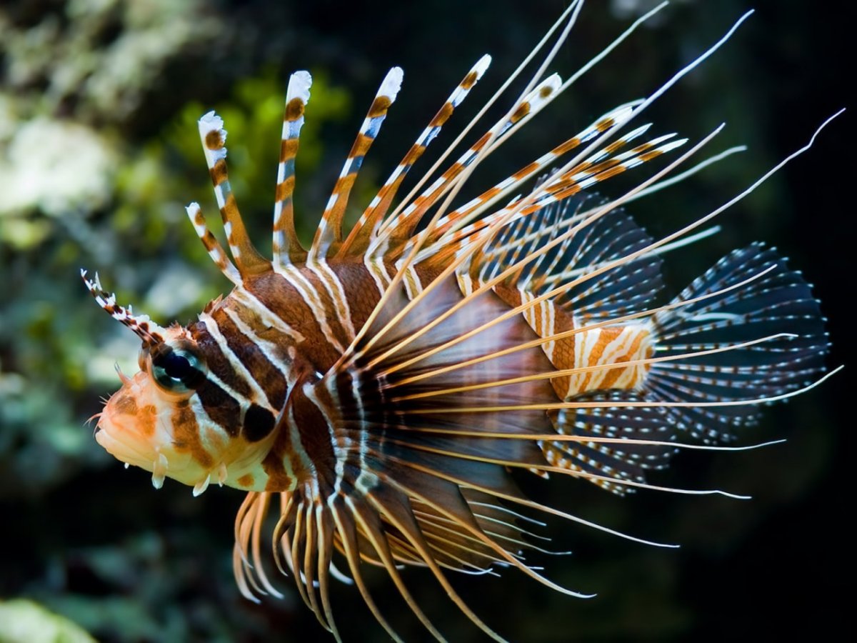 Крылатка-Зебра чернополосая дьявол