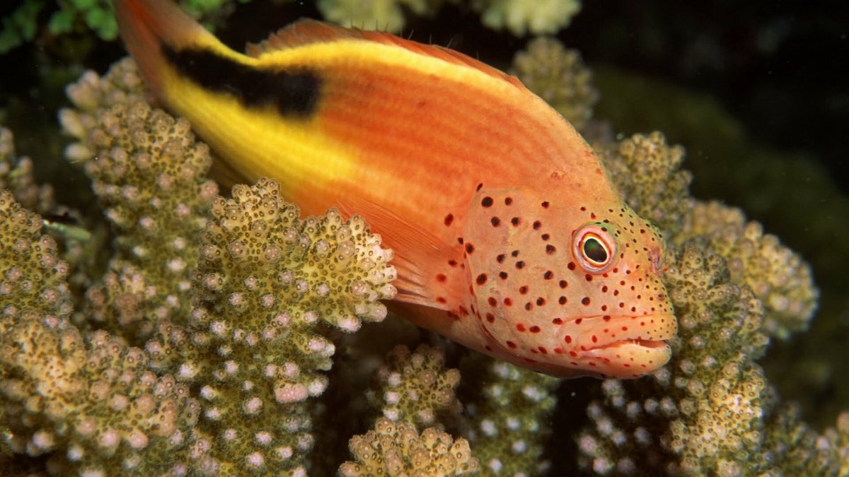 Кудрепер Форстера