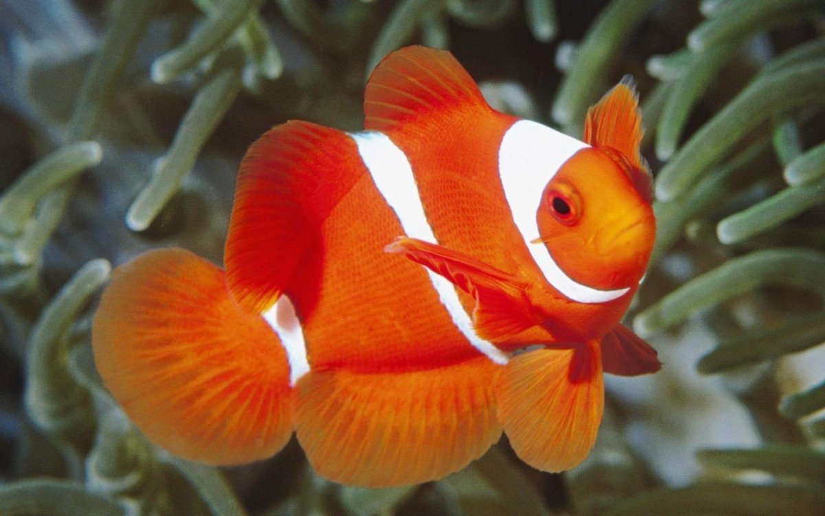 Рыбки кораллового цвета