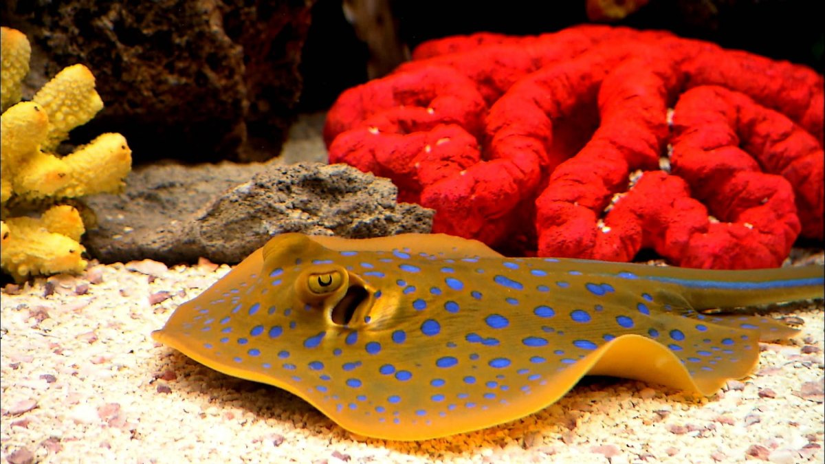 Экзотические морские обитатели