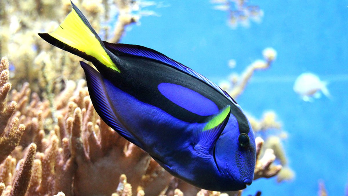 Морские рыбы