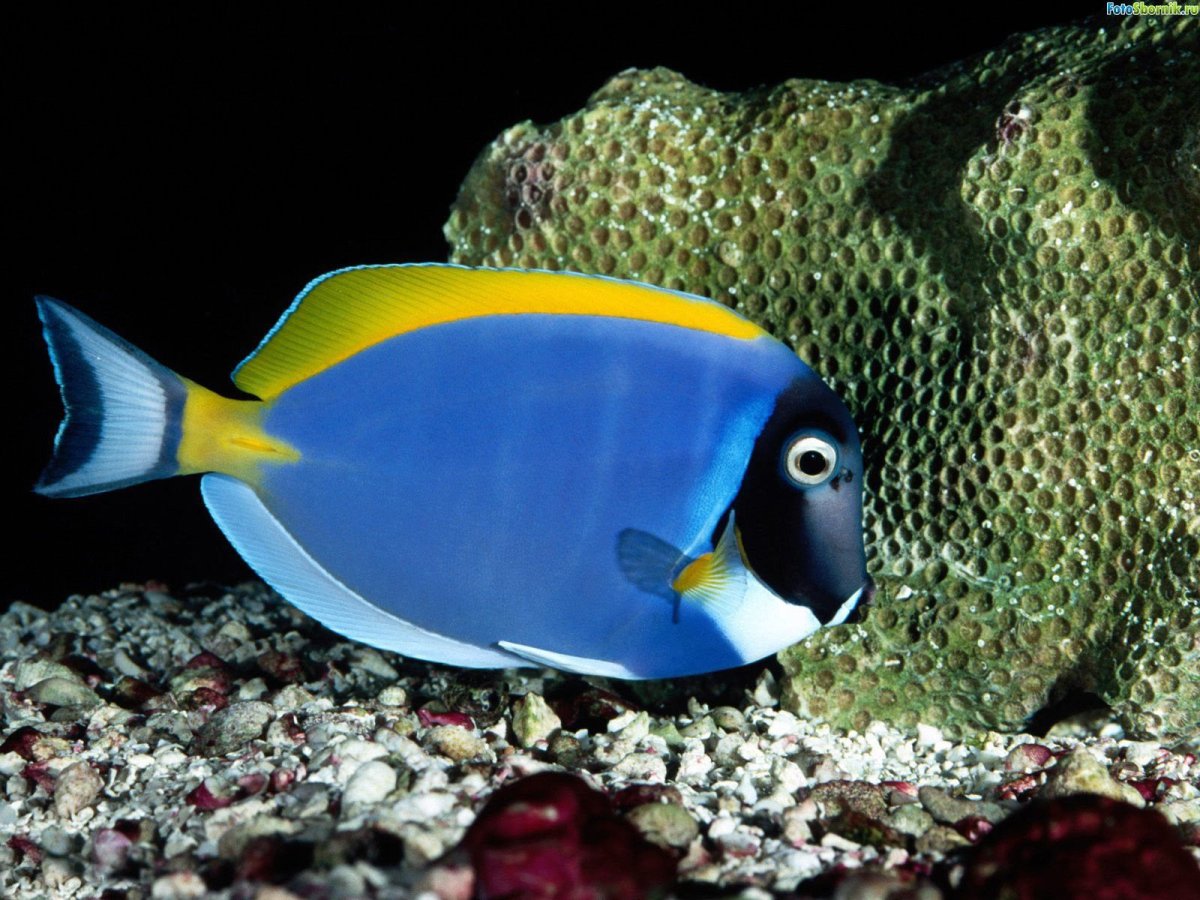 Acanthurus leucosternon