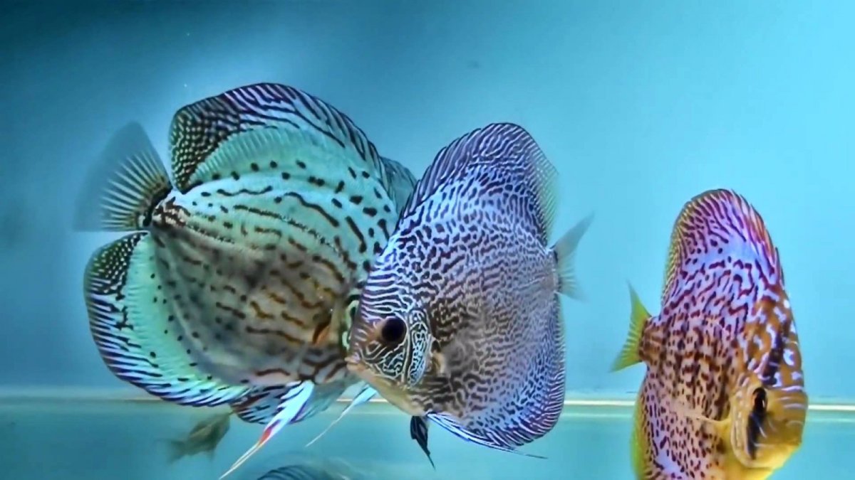 Дискус рыбка аквариумная