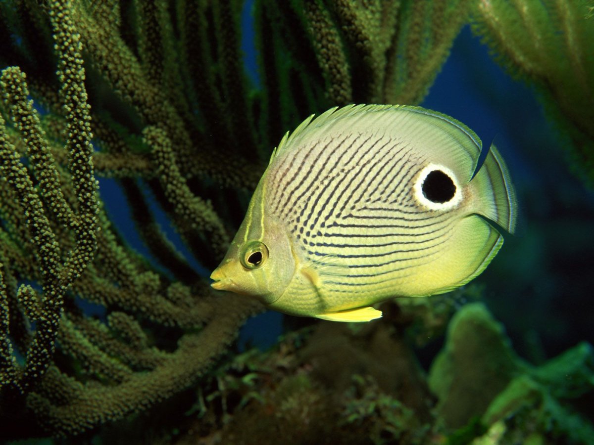 Chaetodon capistratus