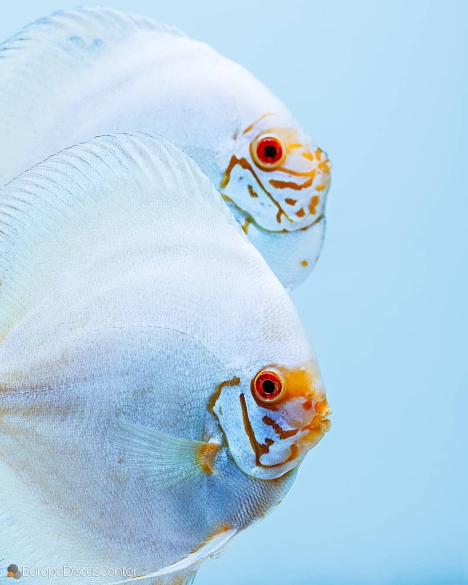 Европа Дискус центр