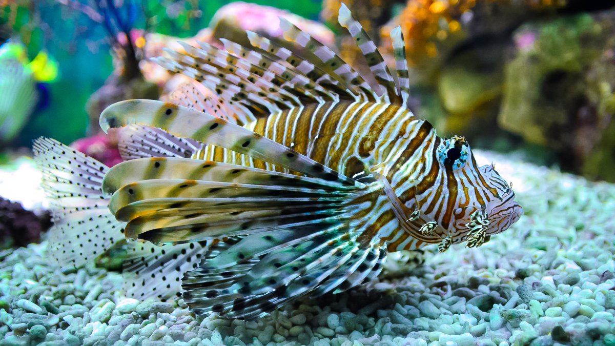 Рыба крылатка Зебра стая