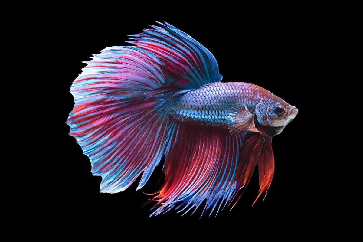 Сиамские бойцовые рыбки