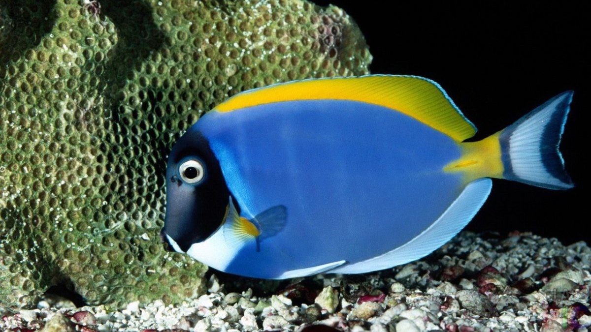 Acanthurus leucosternon