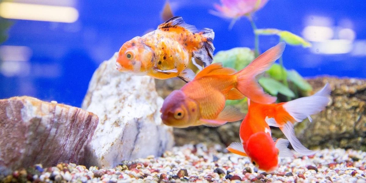 Живые аквариумные рыбки необычные