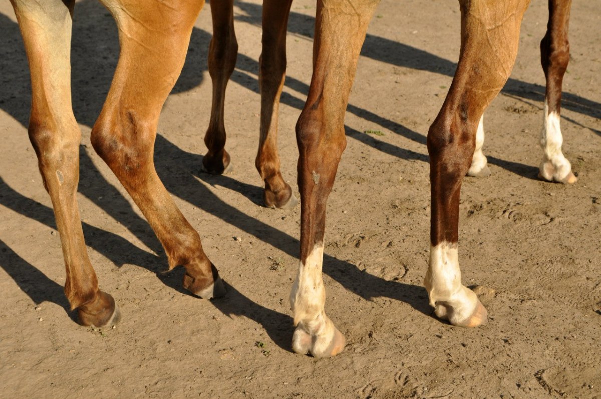 Лапы лошади
