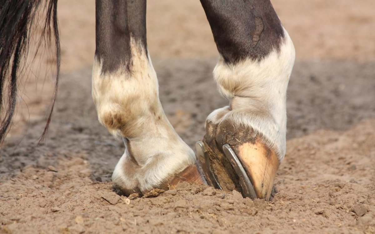 Зеброидность у лошадей