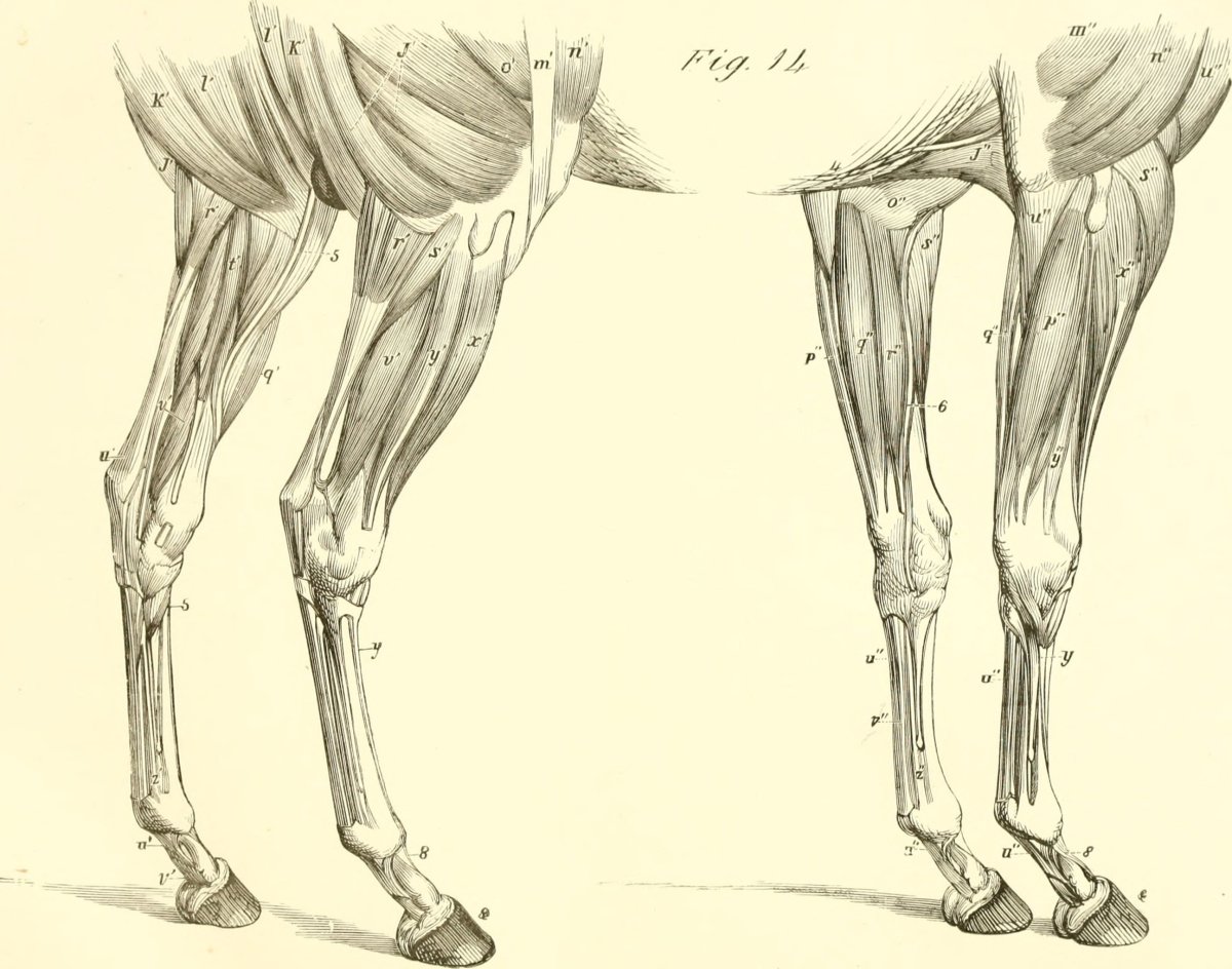 Лошадь на задних ногах